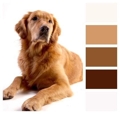 Animal Dog Golden Retriever Image